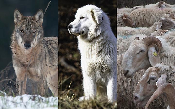 lupo, cane da protezione, gregge, credito Io non ho paura del lupo