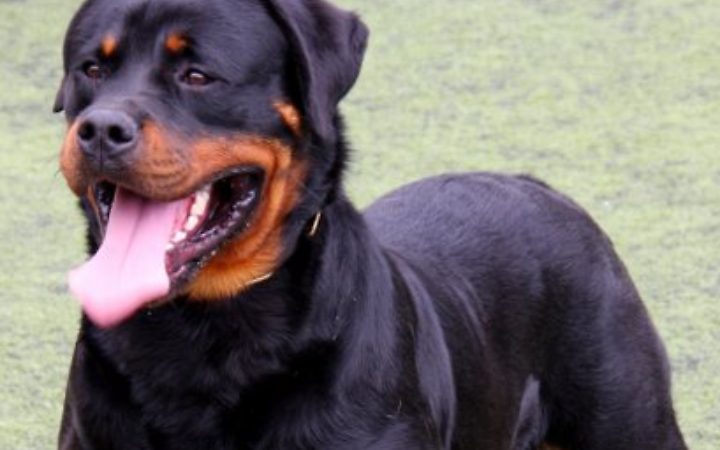 Tragedia a Vallelaghi: Rottweiler scappa dal giardino e azzanna a morte un altro cane