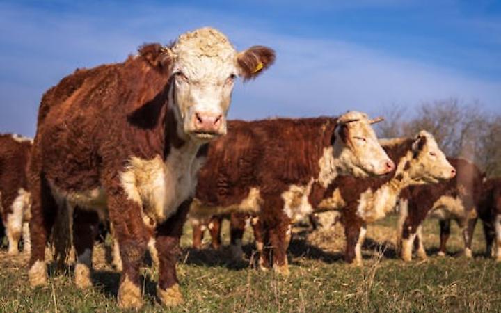 La Provincia di Trento finanzia controlli sanitari su bovini veneti: &egrave; polemica