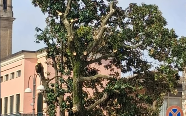 La vecchia magnolia a Porto Viro