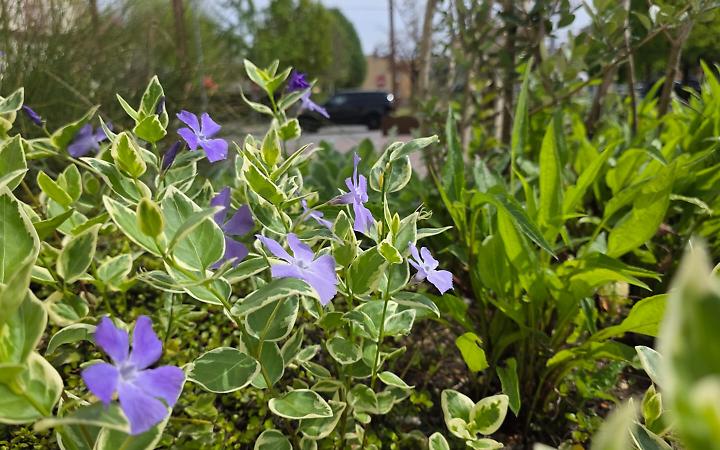 Montegrotto Terme punta sul digitale: parte il nuovo piano del verde pubblico