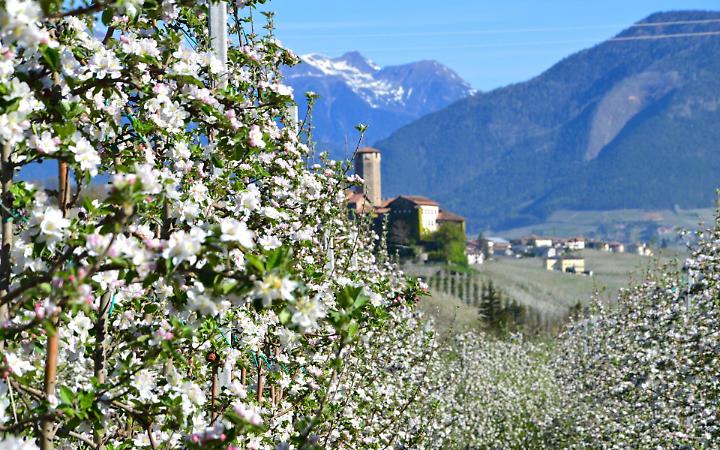 Val di Non in fiore, spettacolo dei meleti: ma il freddo preoccupa gli agricoltori