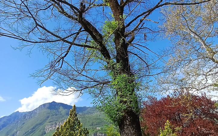 Trento, sostituzione di alberi in citt&agrave;: abbattuti esemplari malati e secchi