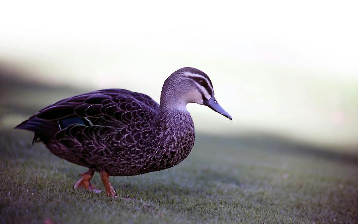 Auto pirata investe un'anatra a Gardolo: tre anatroccoli salvi grazie a una giovane del posto