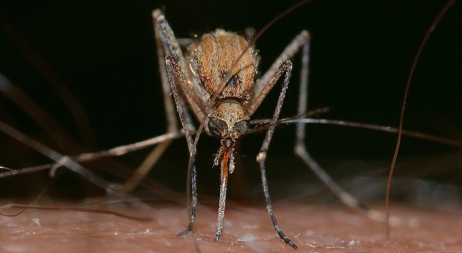 Grave caso di encefalite nel Vicentino: sospetta infezione da virus West Nile