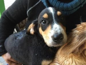 cuccioli