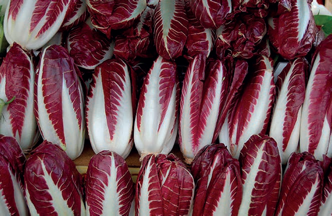 Radicchio