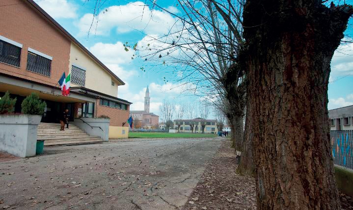 I pioppi neri di Campodarsego