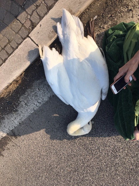 Cigno investito sulla Noalese