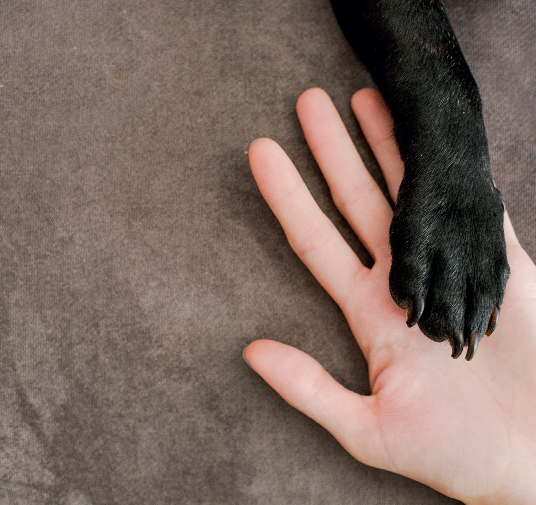 Pet therapy