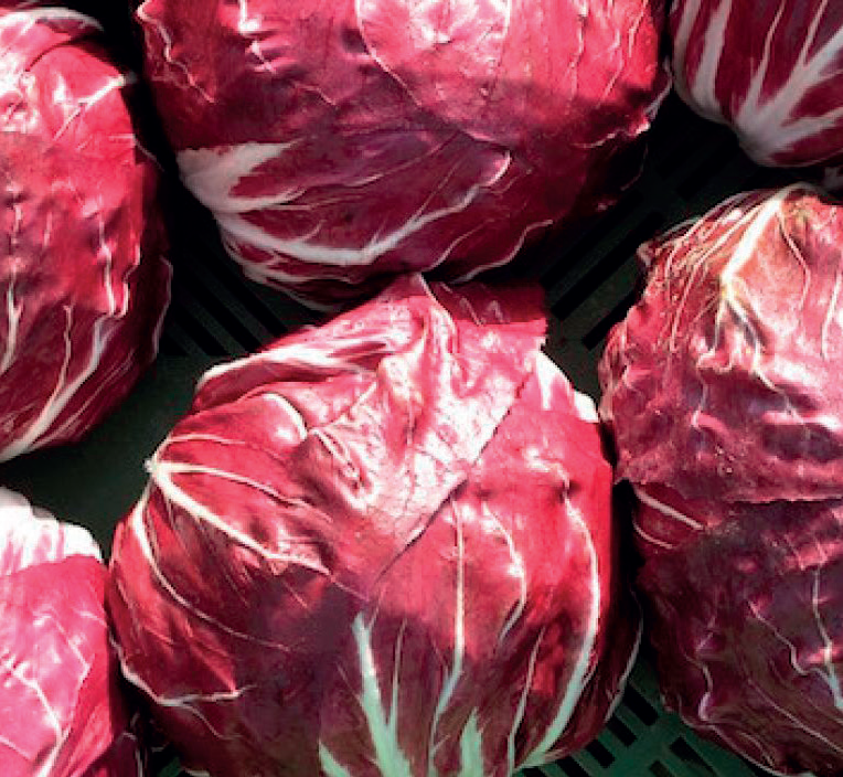 Radicchio di Chioggia