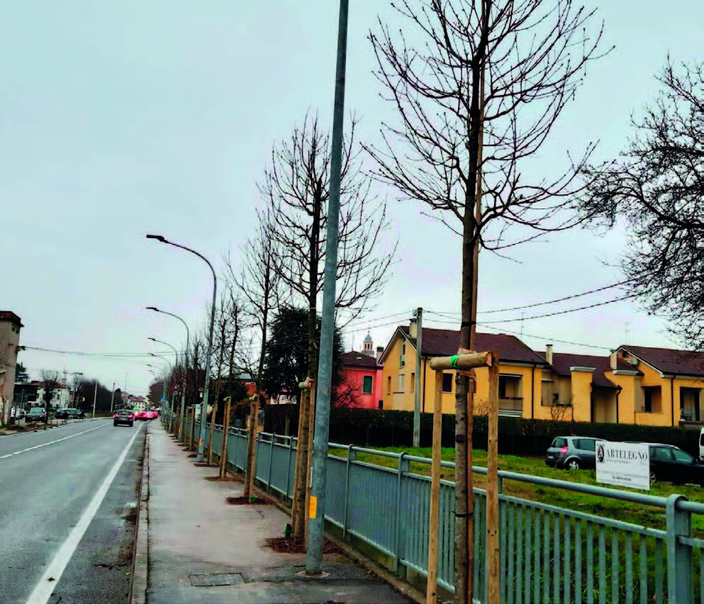 Nuovi alberi a Camposampiero