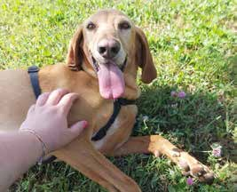 rovigo adozioni cani