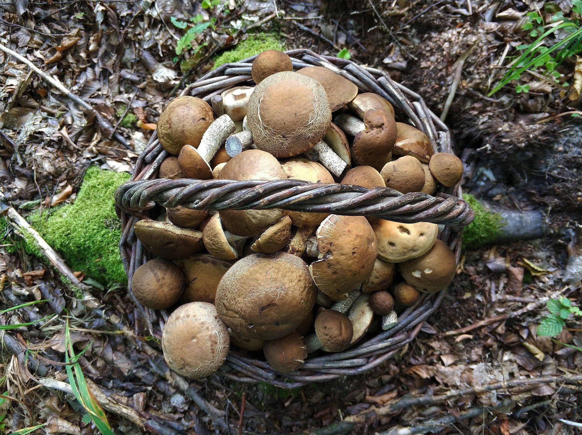 Funghi