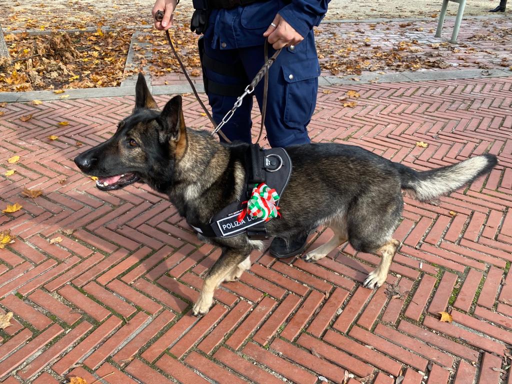 il cane antidroga Aria di Vicenza