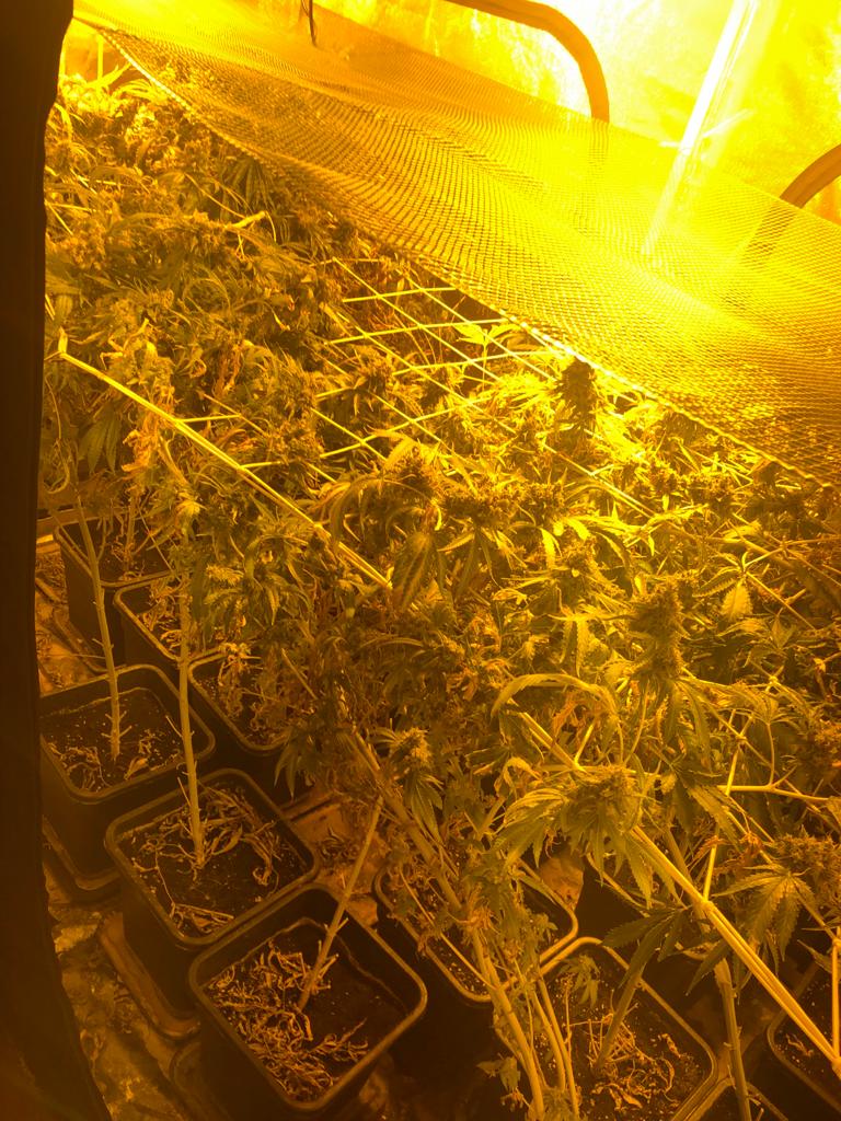 la serra di marijuana in funzione