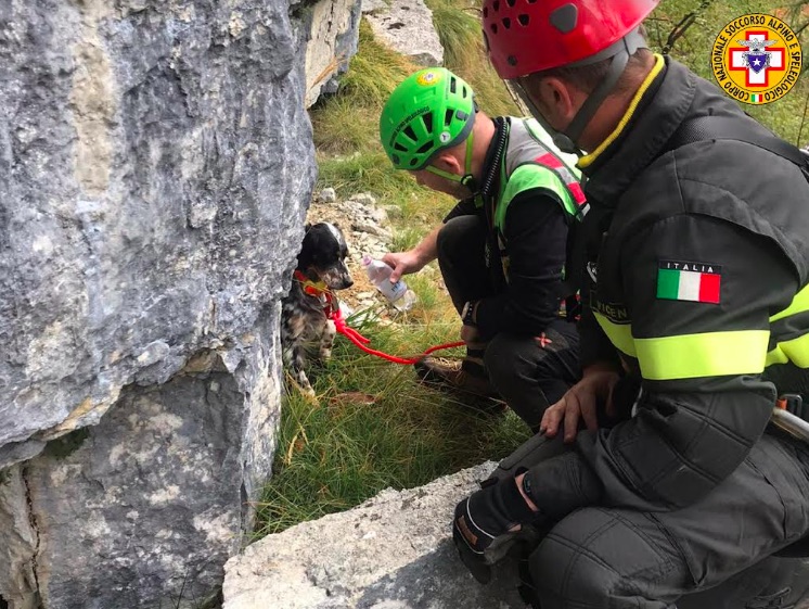 setter inglese recuperato a Lastebasse