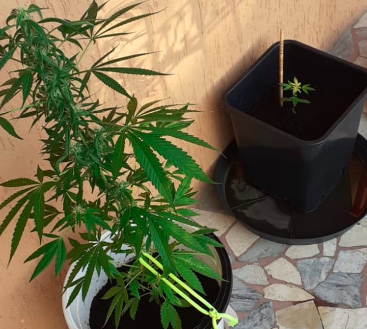marijuana nel terrazzo a Vicenza