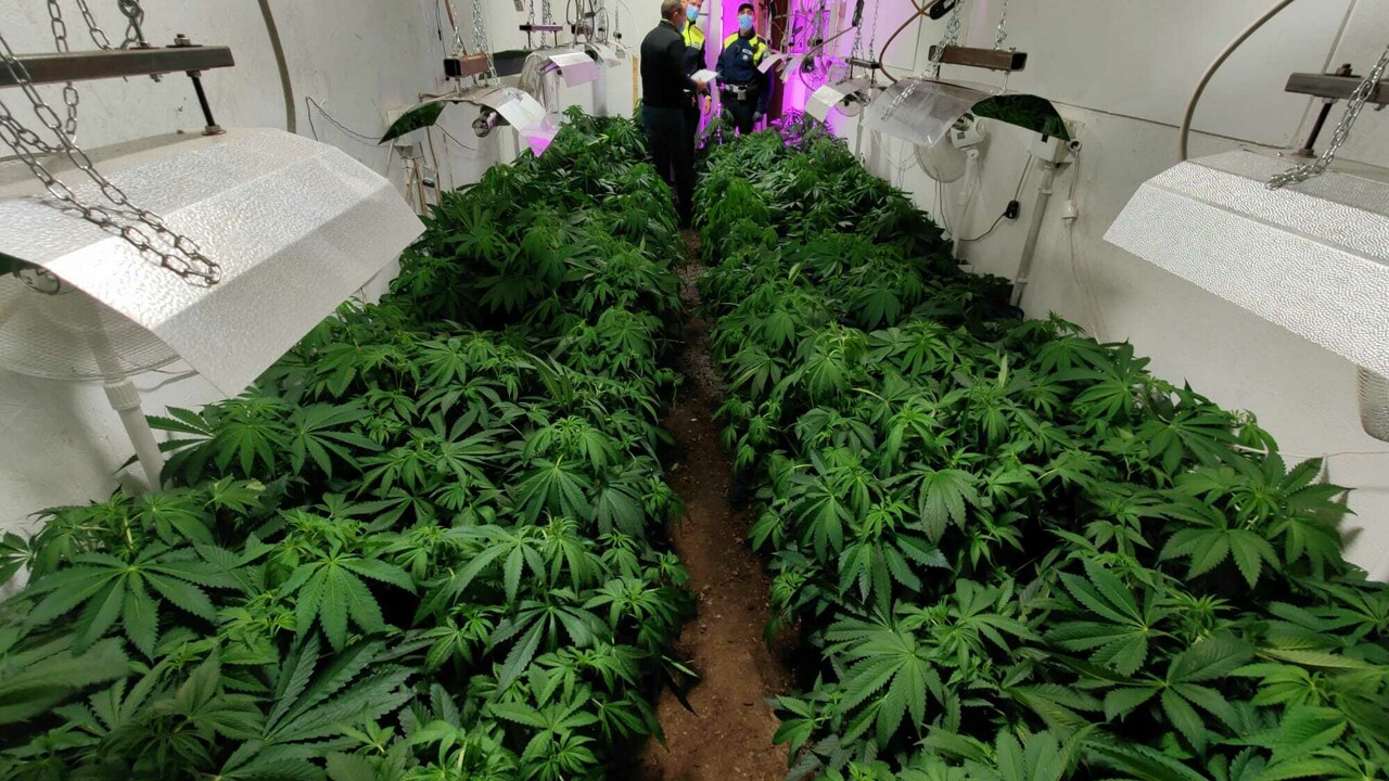 150 piante di marijuana a zanè