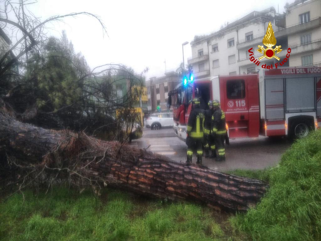 Padova albero caduto 1